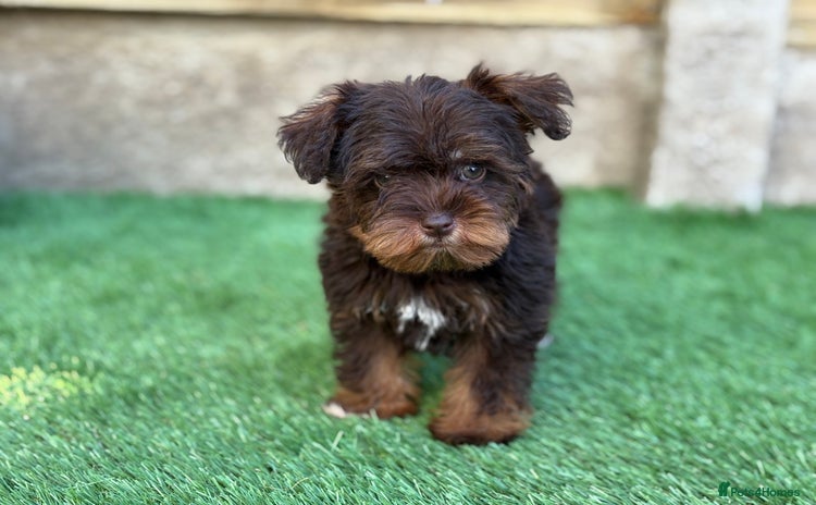 Miniature Schnauzer dogs - Advert 2