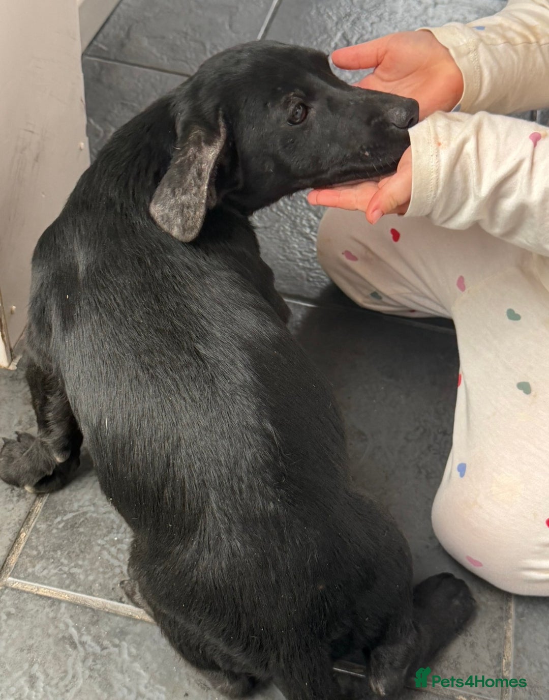 Jack Russell dogs for sale: Jack Russell puppy - Image 2