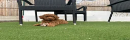 Cockapoo dogs for sale: Adorable F1BB Cockapoos - Advert 19