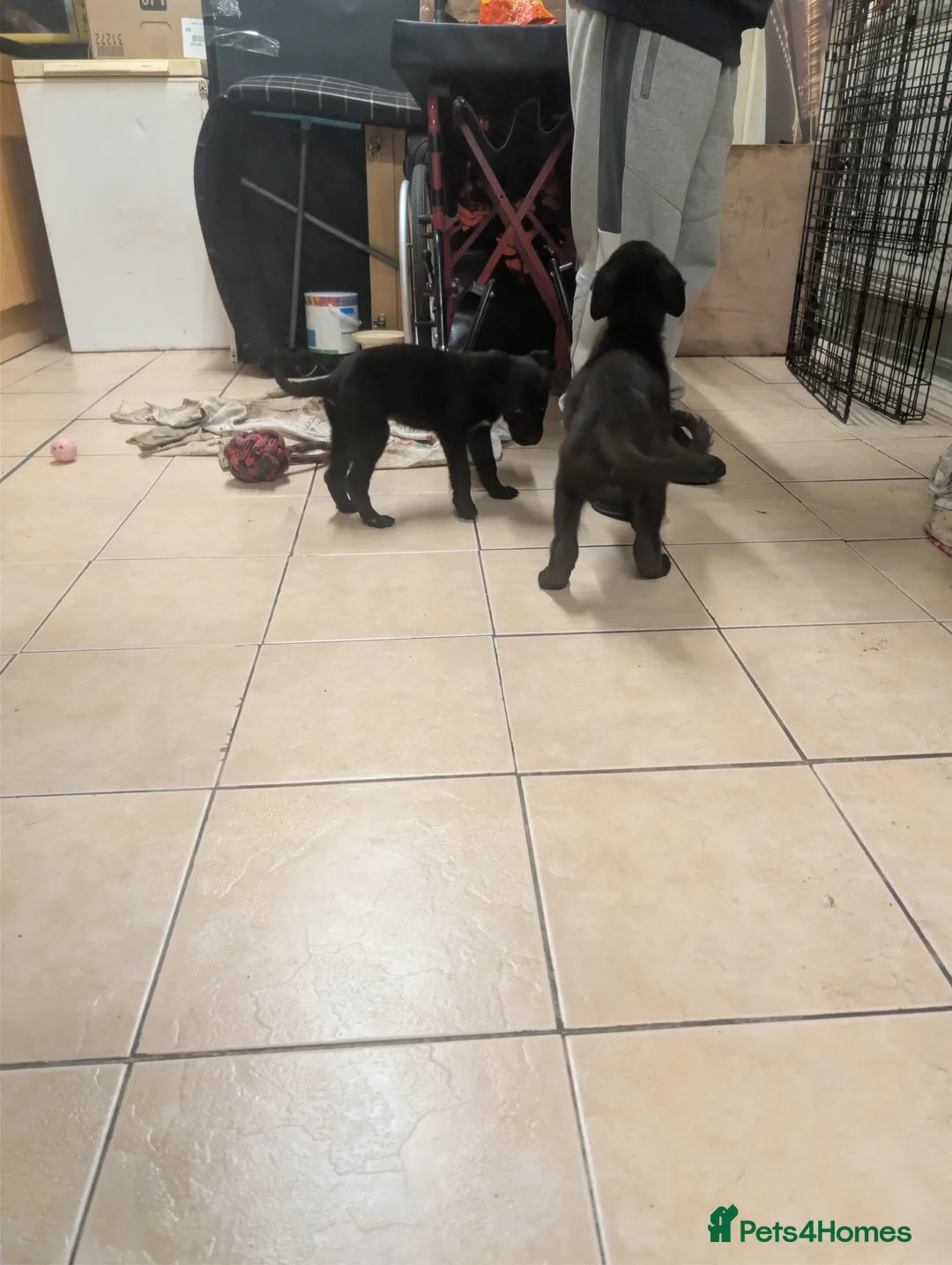 Mixed Breed dogs for sale: Cane corso x German shepherd pups  - Advert 17