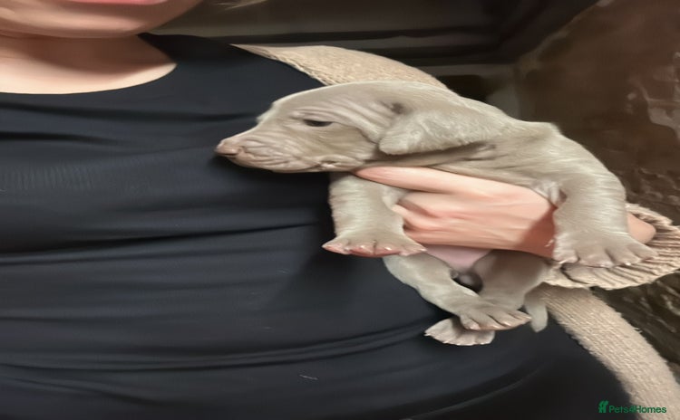 Weimaraner dogs - Advert 1