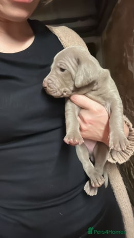 Weimaraner dogs - Advert 10