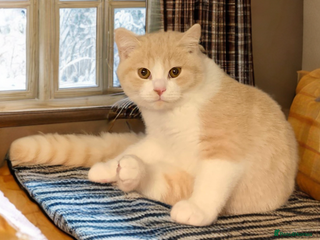 British Shorthair cats ❣️🐾Only One BSH Boy left😺🐾 - Advert 5