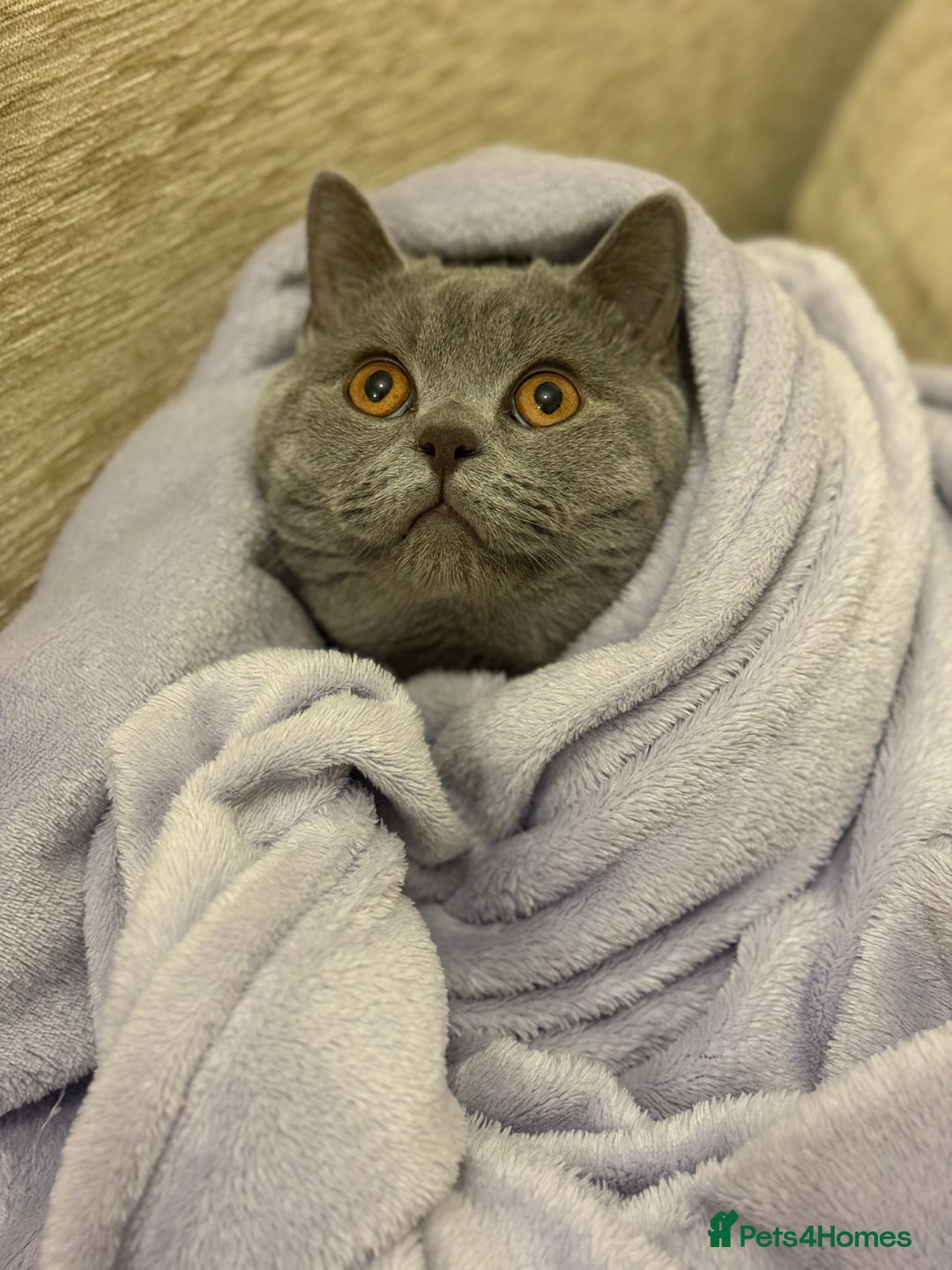 British Shorthair cats for sale: British shorhair - Advert 2