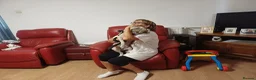 Cockapoo dogs for adoption: 🐾CRIS - Betrayed by the Person He Trusted… in Nottingham - Advert 32