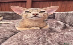 Abyssinian cats for sale: Beautiful kittens 🥰 Ready to go 😍 - Image 3