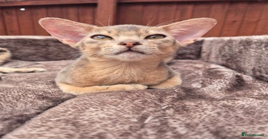 Abyssinian cats - Advert 5