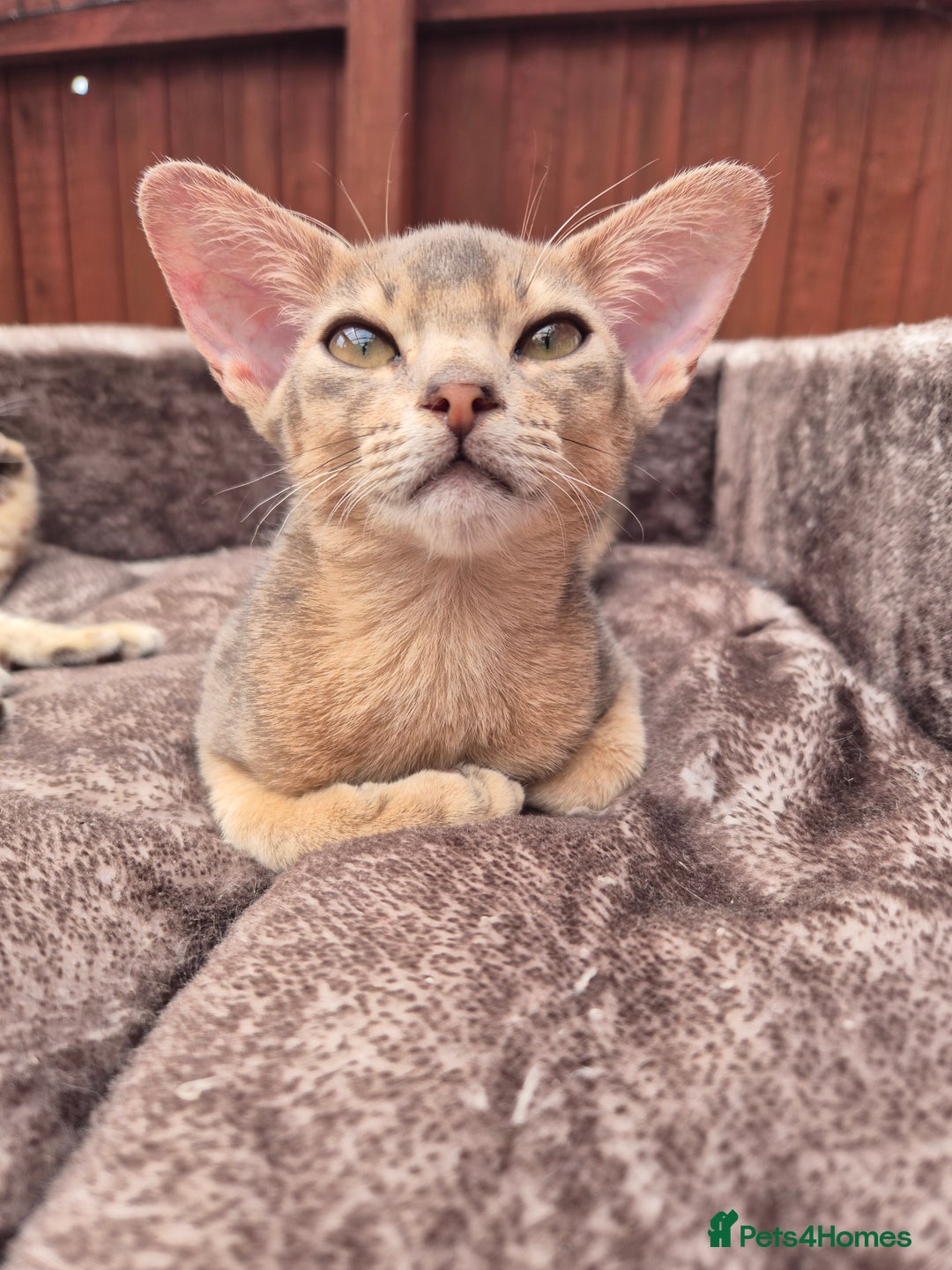 Abyssinian cats for sale: Beautiful kittens 🥰 Ready to go 😍 - Image 3