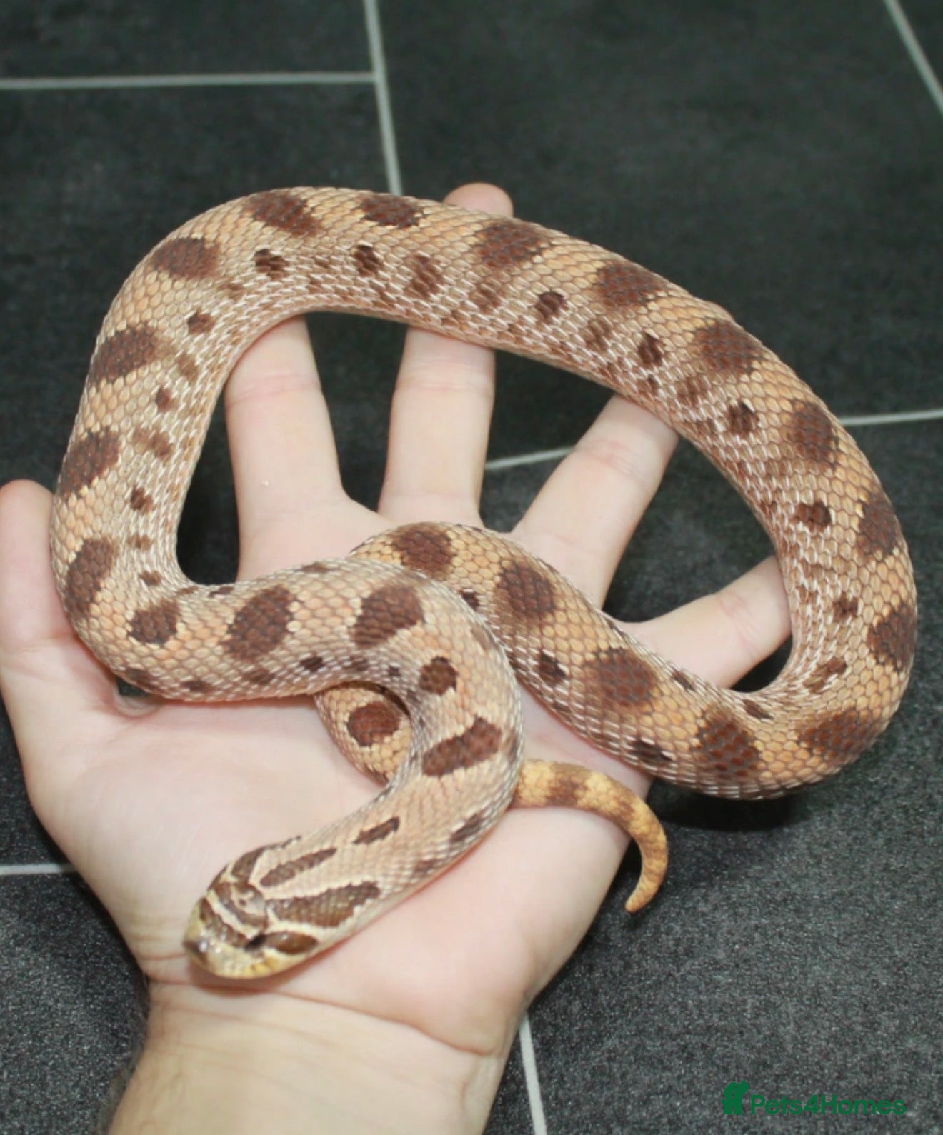 Snake reptiles Red Phase Conda Hognose Proven Female  - Advert 1