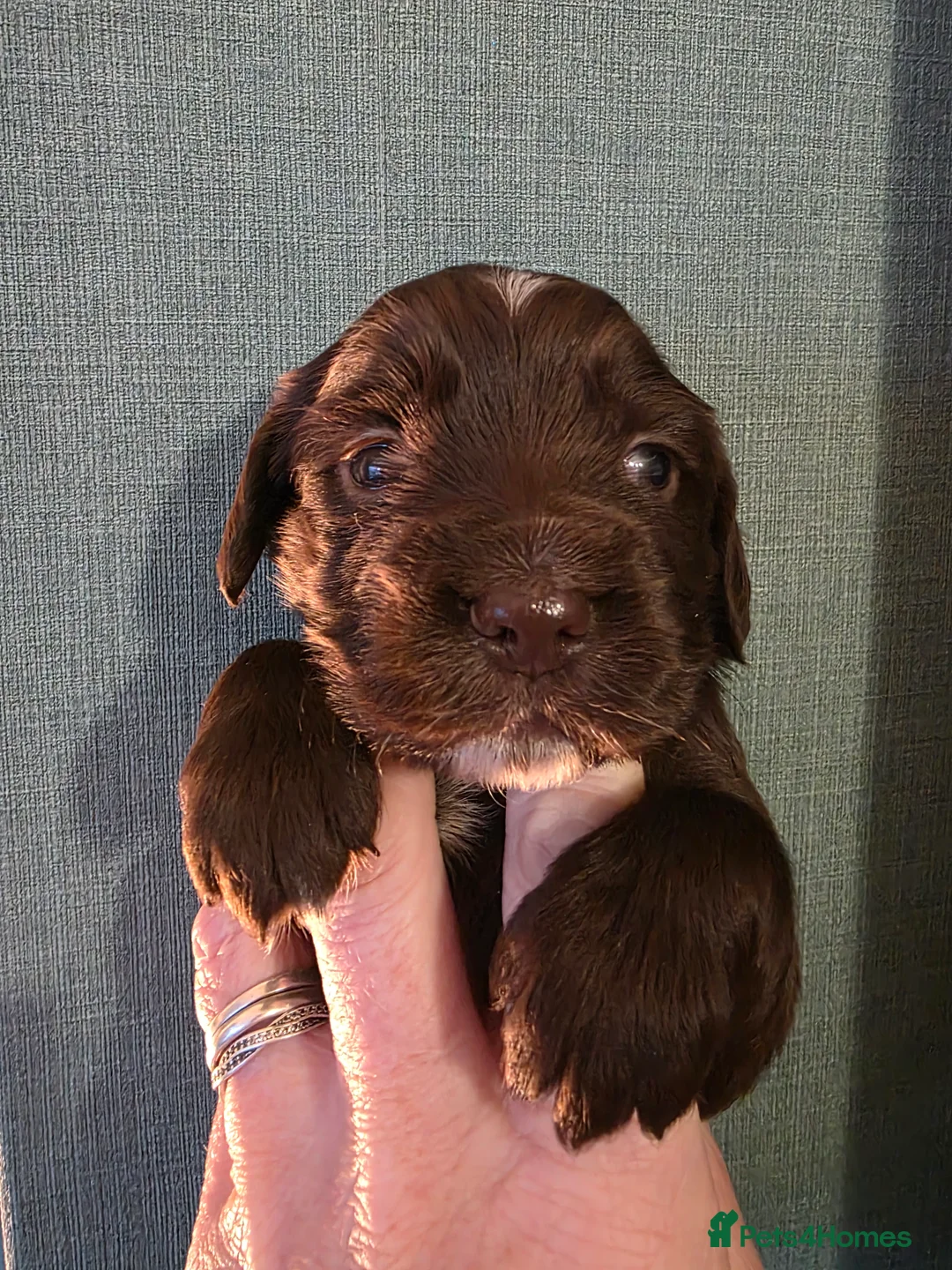 Cocker Spaniel dogs for sale: Choc roan cocker spaniel pups  - Advert 26