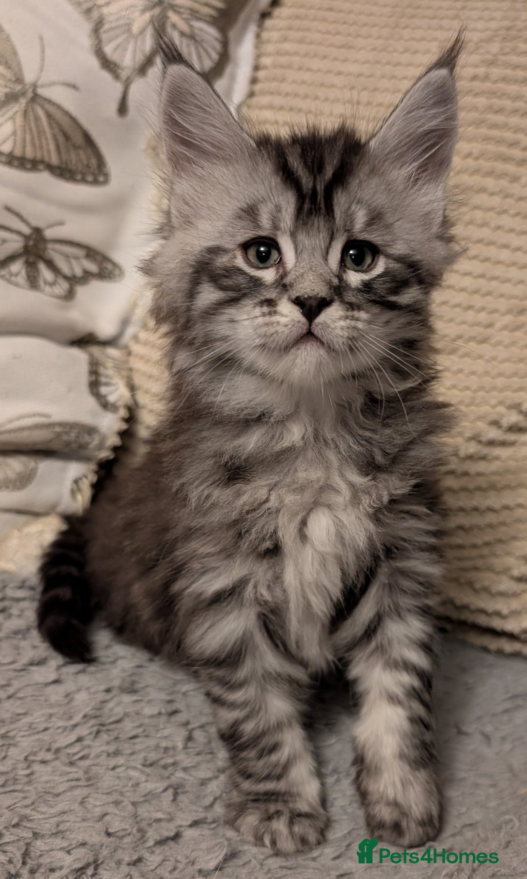 Maine Coon cats for sale: Stunning GCCF registered Maine Coon Kittens  - Advert 7