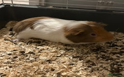Guinea Pig rodents for sale: Two male guinea pigs - Image 1