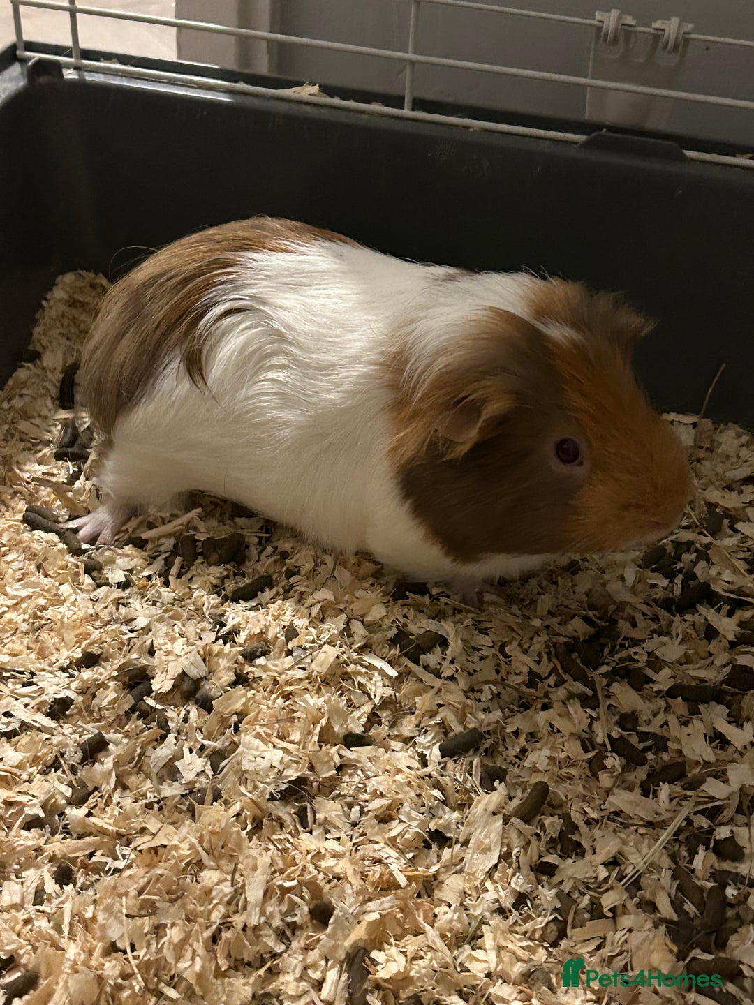 Guinea Pig rodents for sale: Two male guinea pigs - Image 1