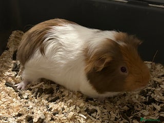 Guinea Pig rodents for sale - Advert 1