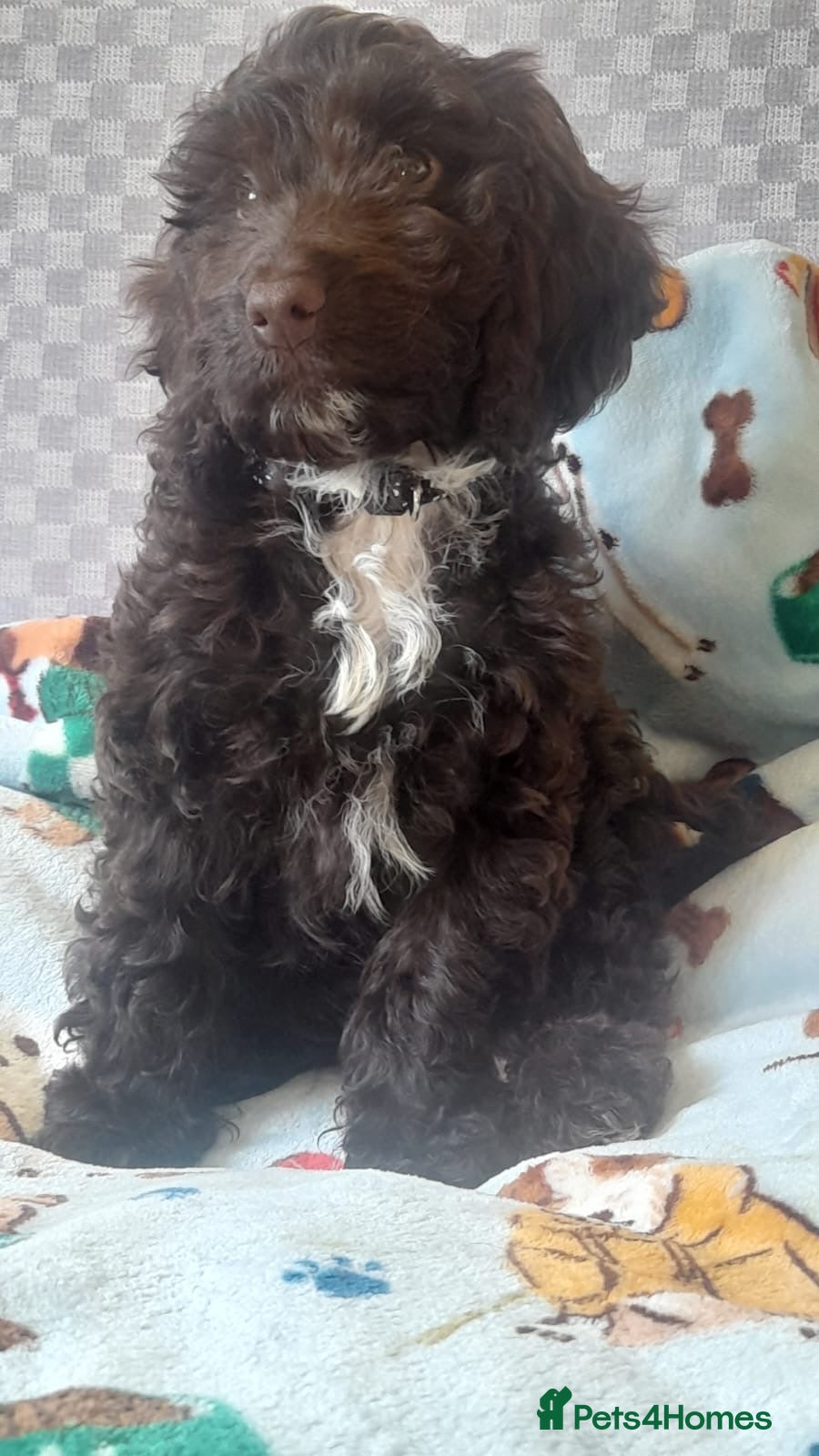 Cockapoo dogs Most Beautiful  F1 Cockapoo Puppy - Advert 4