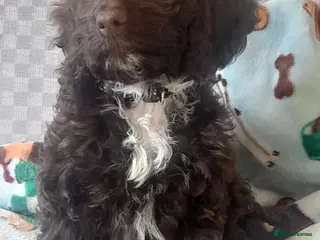 Cockapoo dogs Most Beautiful F1 Cockapoo Puppy - Advert 12