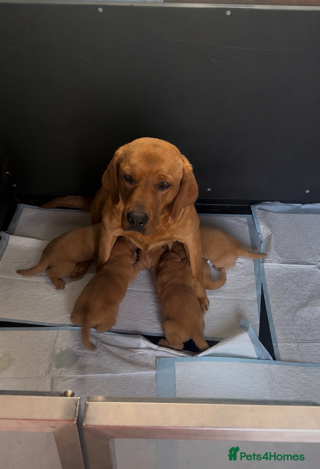 Labrador Retriever dogs Beautiful KC litter of Labrador’s  - Advert 1