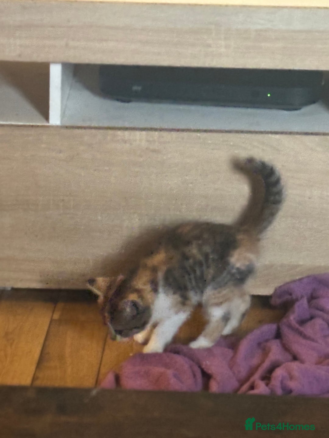 Mixed Breed cats for sale: 8 beautiful kittens mixed colours  - Advert 2