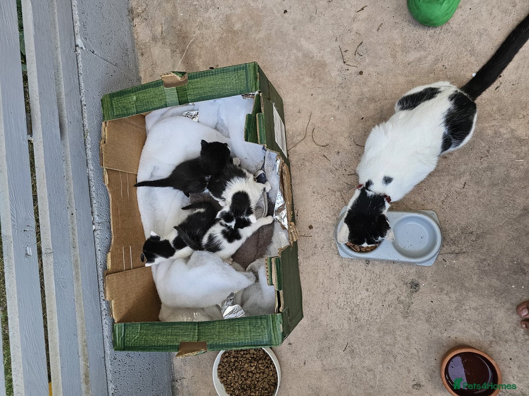 Domestic Shorthair cats for sale: mother cat and 4 kittens all together - Image 13