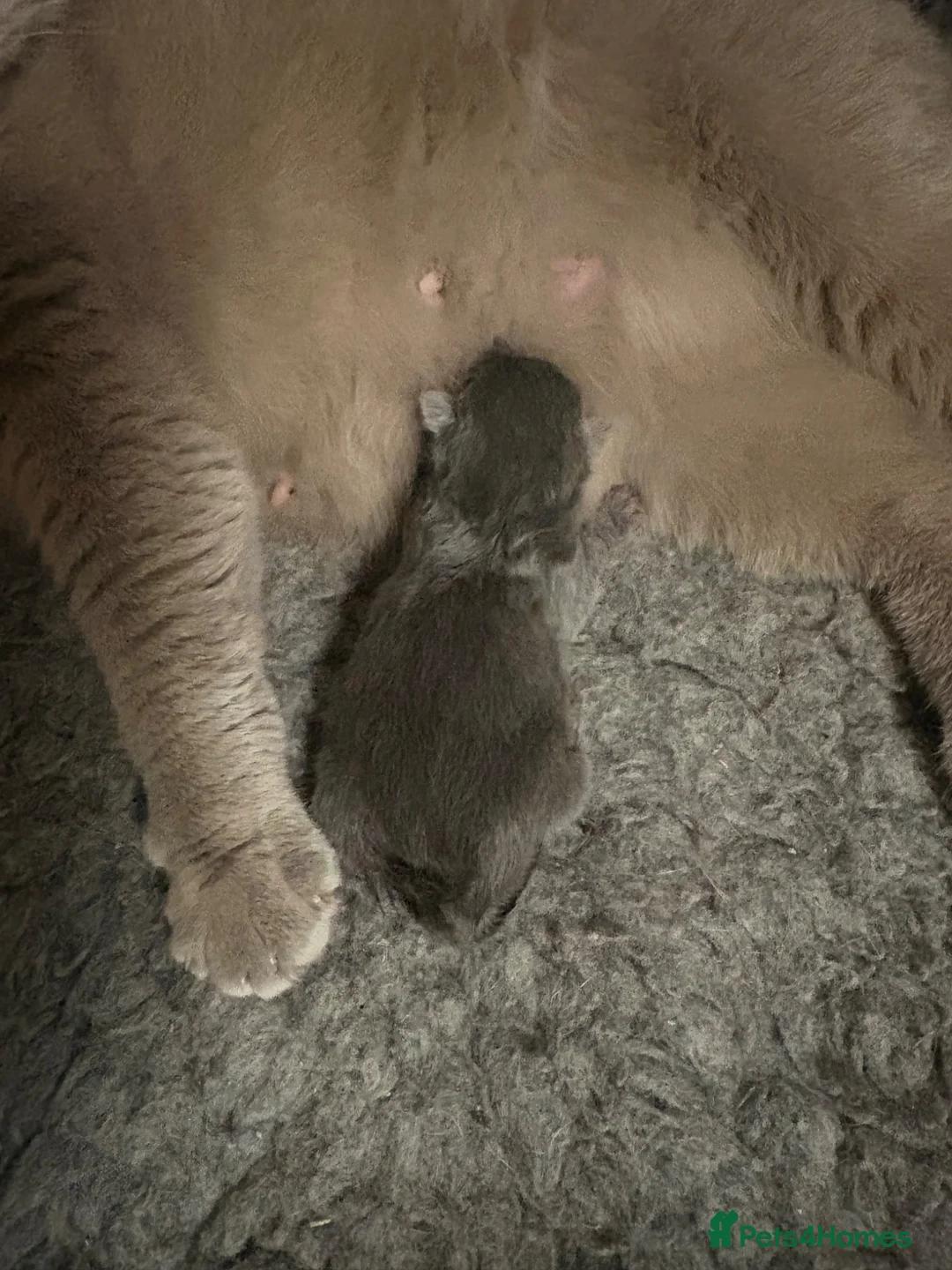 British Shorthair cats for sale: British Shorthair Kittens - GCCF - Advert 39