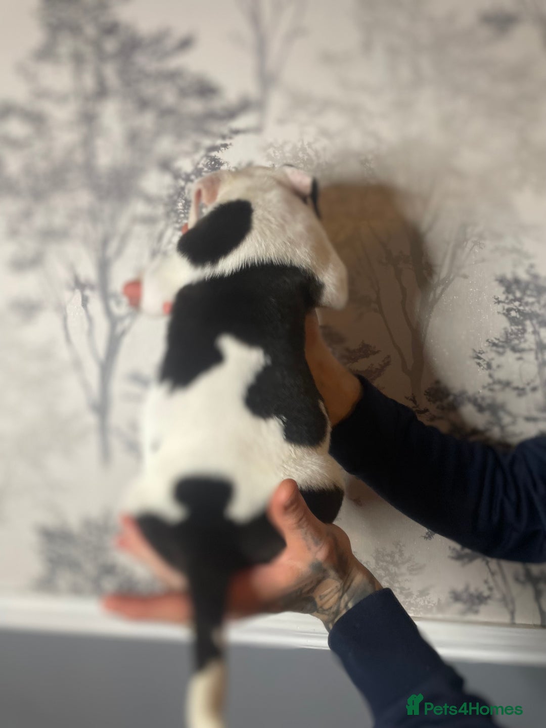 Mixed Breed dogs for sale: Bulldogs for sale  - Image 28