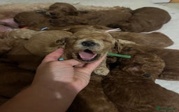 Mini Goldendoodle dogs for sale: Top Quality Miniature Goldendoodle puppies - Image 3