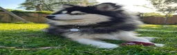 Pomsky dogs for sale: Pomsky puppies from Health tested parents - Advert 15