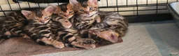 Bengal cats for sale: Pure bengal kittens  - Advert 2