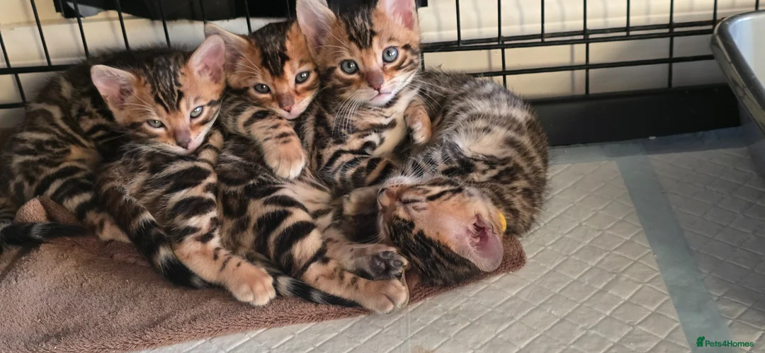 Bengal cats for sale: Pure bengal kittens  - Advert 2