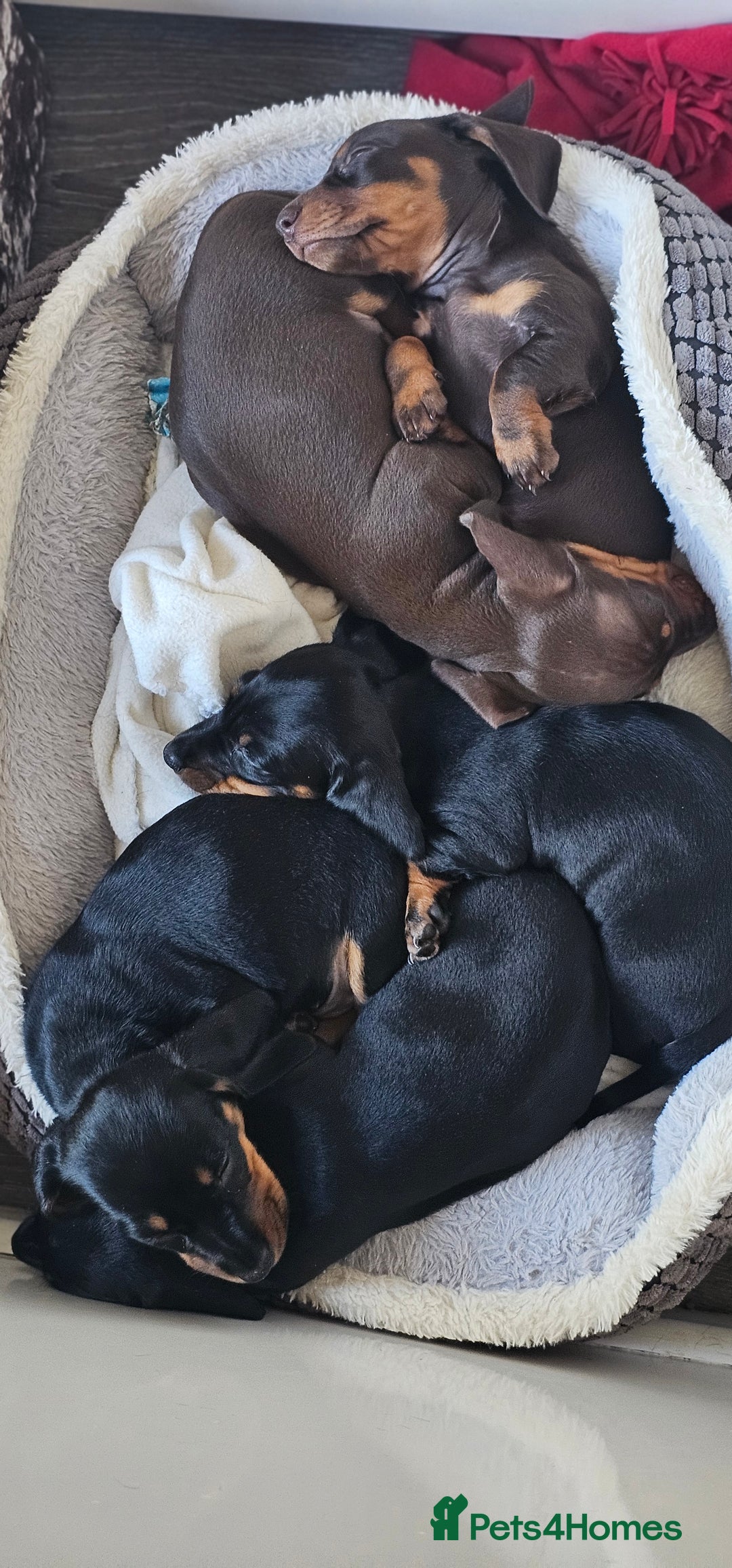 Miniature Dachshund dogs for sale: Puppy 1 boy Black & Tan  - Image 1