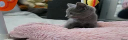 Russian Blue cats for sale: Gorgeous GCCF Russian Blue kittens - Advert 9
