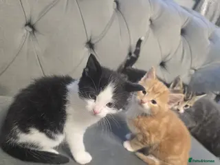 Mixed Breed cats Mixed mainecoons - Advert 9