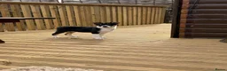 Border Collie dogs for sale: Border collies pups stop and have a look at these - Advert 3