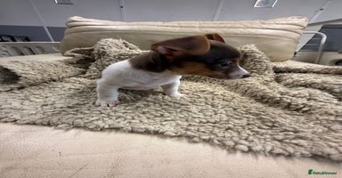 Jack Russell dogs - Advert 14
