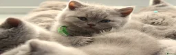 British Shorthair cats for stud: 🏆🥇Beautiful Lilac Boy GCCF/TICA registered 🏆🥇 - Advert 5