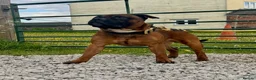 Staffordshire Bull Terrier dogs for sale: Red and brindle Stafford puppies available ❤️🐾 - Advert 8