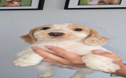 Cocker Spaniel dogs for sale: Working cocker spaniel puppies  - Image 3