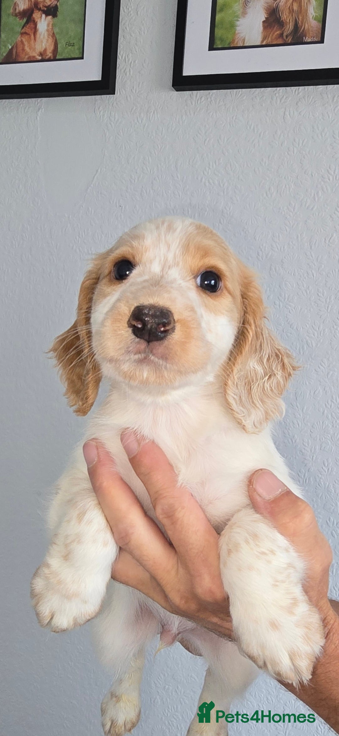 Cocker Spaniel dogs for sale: Working cocker spaniel puppies  - Image 3