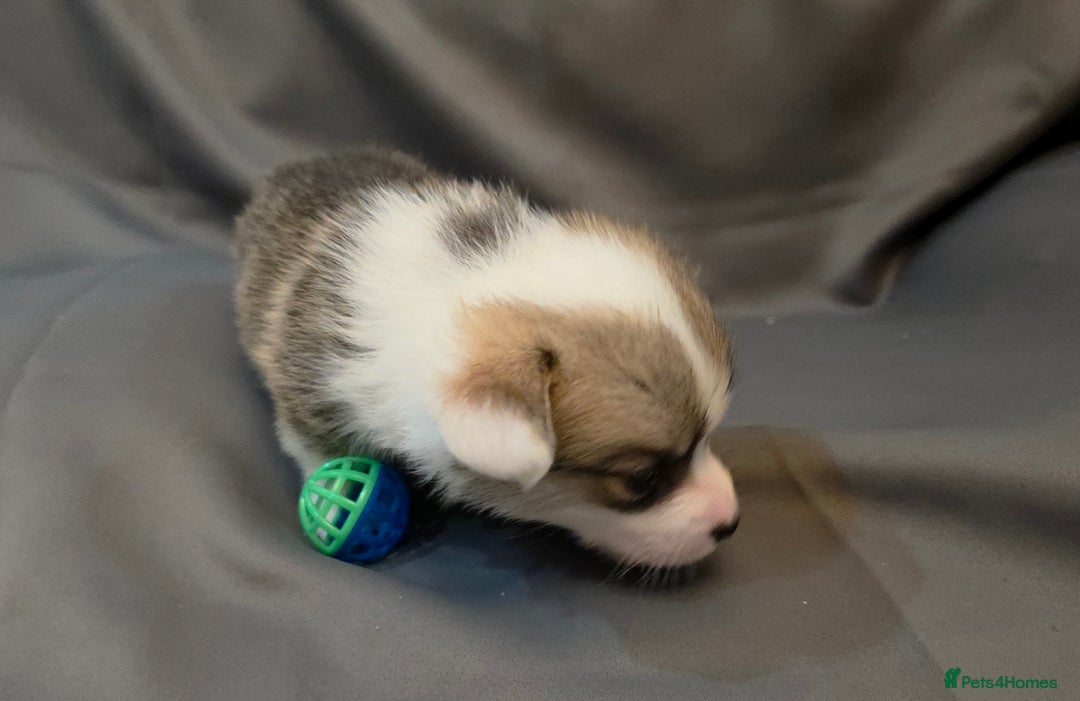 Welsh Corgi Pembroke dogs for sale: 33rd Generation RKC Pembroke Corgi Pups - Advert 14