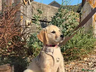Golden Retriever dogs KC name is Leela seashell - Advert 11