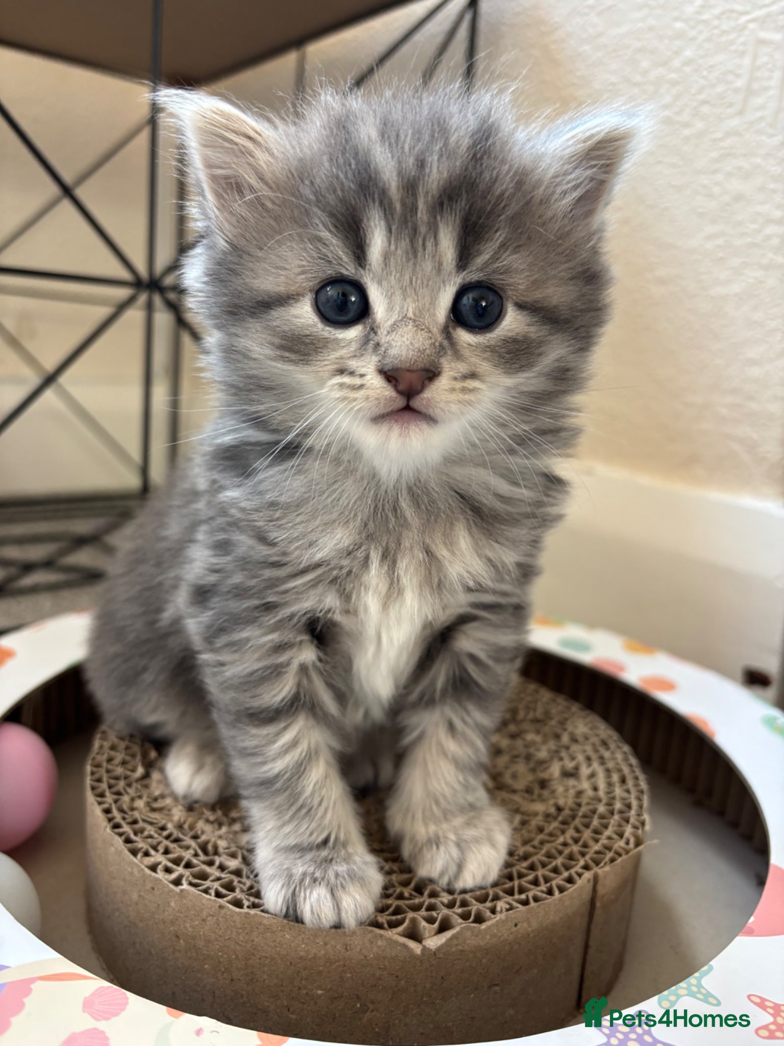British Shorthair cats 2 grey Tabby kittens for sale - Advert 13