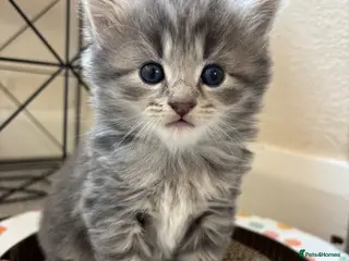 British Shorthair cats 2 grey Tabby kittens for sale - Advert 17