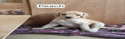 Labradoodle dogs for sale: Standard Multigeneration Labradoodle Backcross - Advert 22