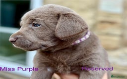 Labrador Retriever dogs for sale: 2 Males left - Ready to leave on the 15th August  in Wetherby - Image 12