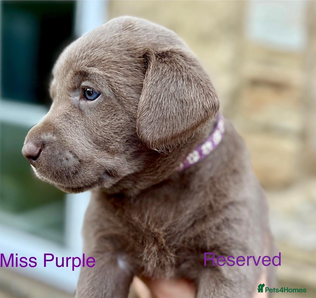 Labrador Retriever dogs for sale: 2 Males left - Ready to leave on the 15th August  in Wetherby - Image 12
