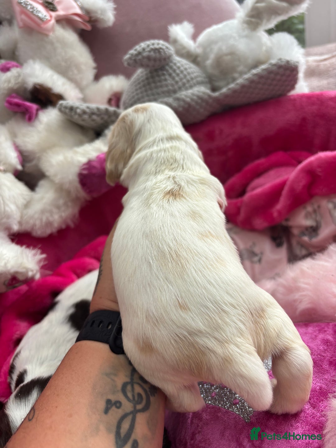 Cocker Spaniel dogs for sale: Outstanding show cocker pups - Image 17