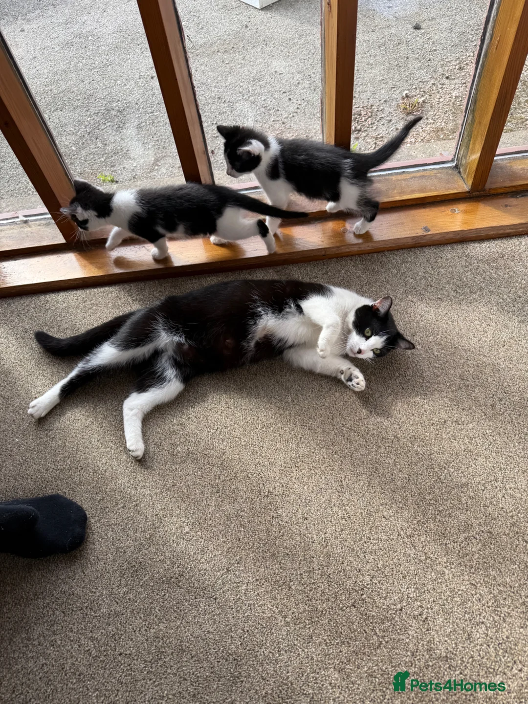 Mixed Breed cats for sale: Kittens - Advert 4