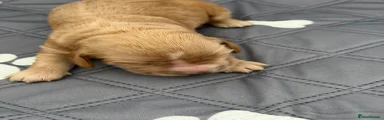 Cocker Spaniel Puppy 4