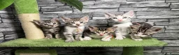 Bengal cats for sale: 5 beautiful girl bengal cross breed 🩷 - Advert 31