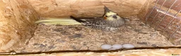 Cockatiels birds for sale: Cockatiel male - Advert 2